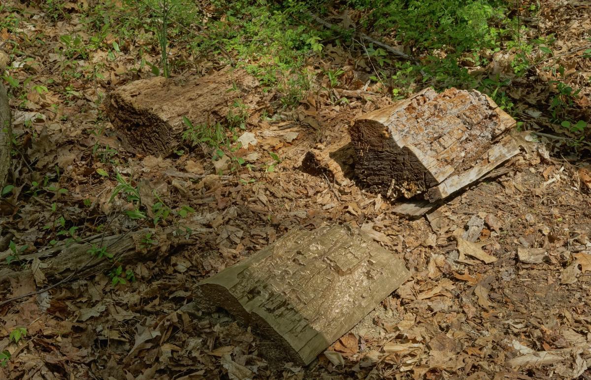 Permanent Field Observations