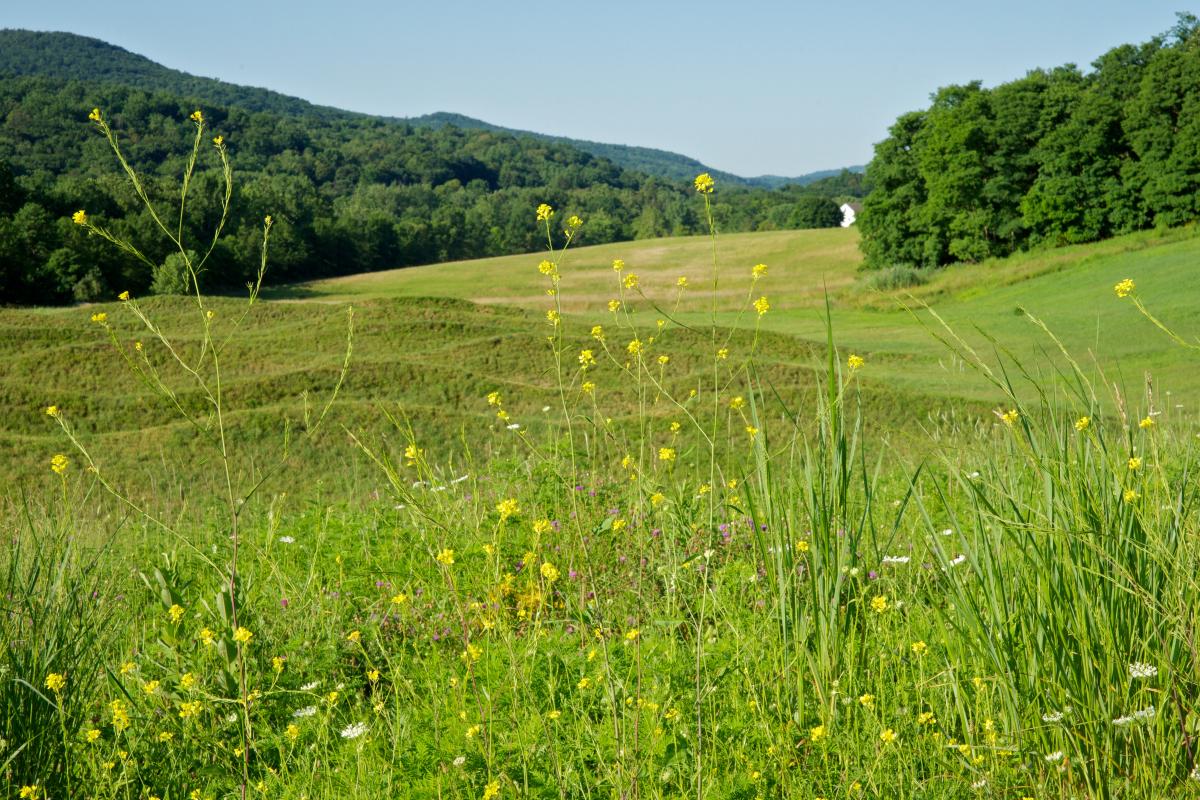 Native grasses and wildflowers, Storm King Art Center, 2011<br />
Maya Lin,&nbsp;<em>Wavefield,&nbsp;</em>2007-08<br />
(installation view, 2011)