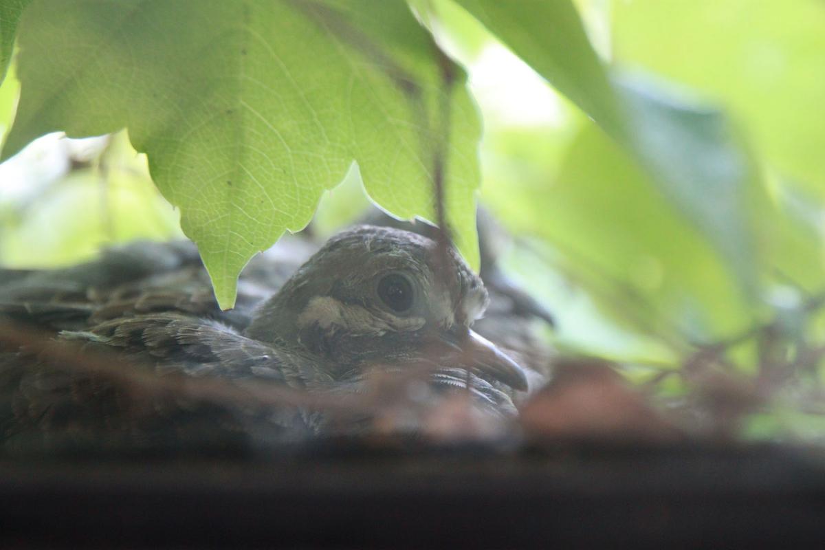<em>Bird in Window</em>, Storm King Art Center, 2012