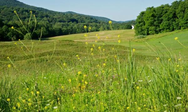 Native grasses and wildflowers, Storm King Art Center, 2011<br />
Maya Lin,&nbsp;<em>Wavefield,&nbsp;</em>2007-08<br />
(installation view, 2011)