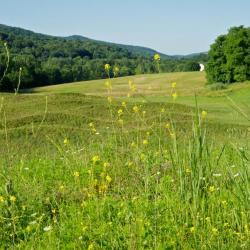 Landscape grasses, Storm King Art Center, 2012