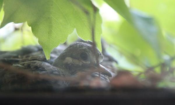 <em>Bird in Window</em>, Storm King Art Center, 2012