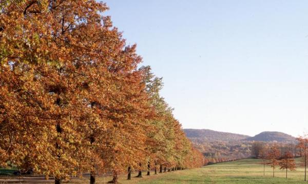 Bunny Road, Storm King Art Center, n.d.