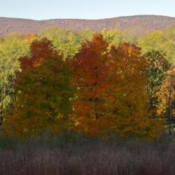 Landscape grasses, Storm King Art Center, Fall 2012
