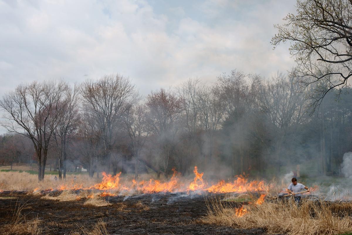 Burning grasses, Storm King Art Center, 2010