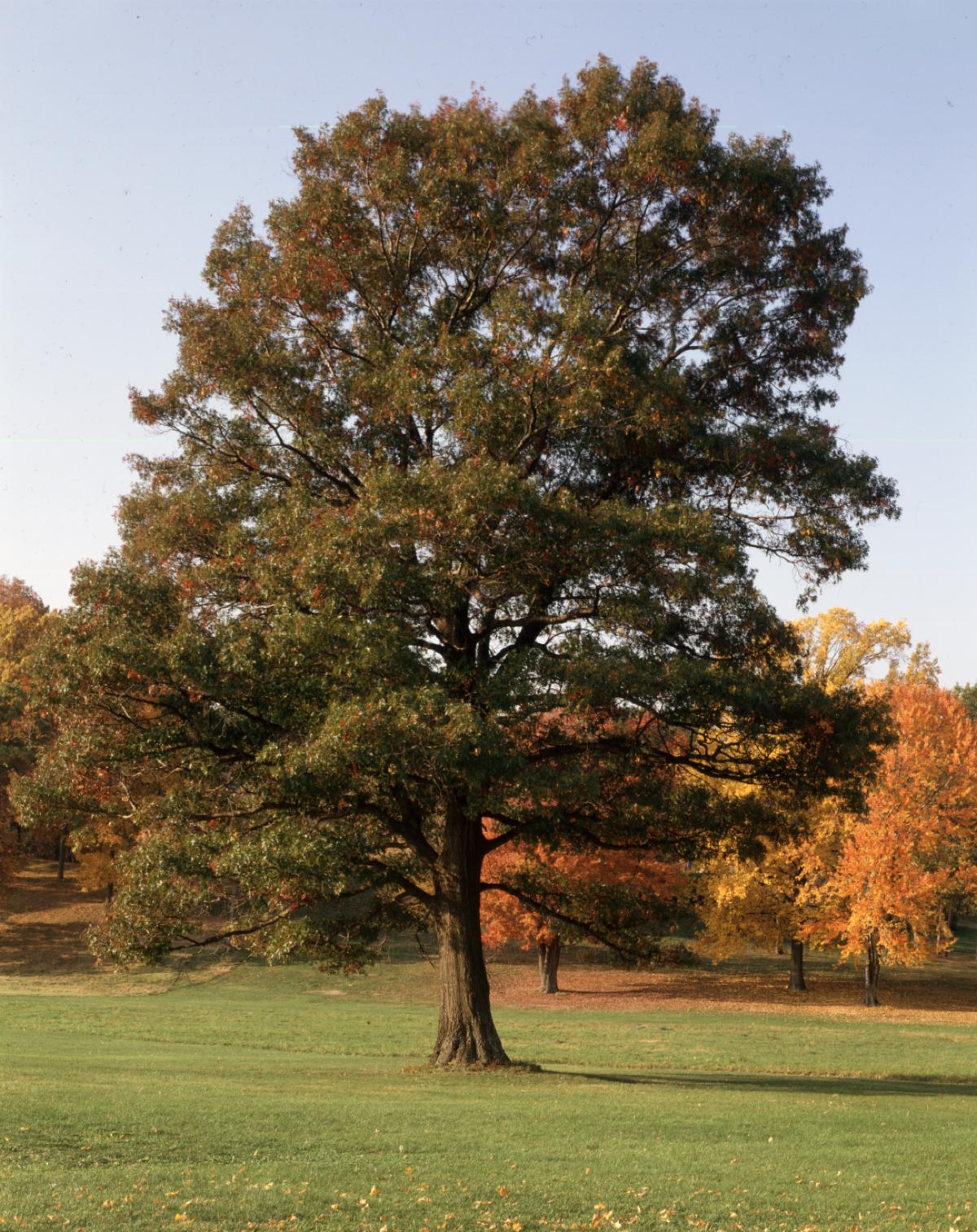 Red Oak, Storm King Art Center, 2001