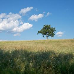 Red Oak, Storm King Art Center, 2001