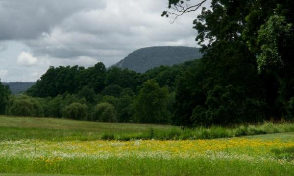 Wildflowers, Storm King Art Center, 2014
