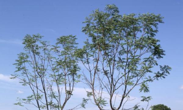 Kentucky Coffee trees, Storm King Art Center