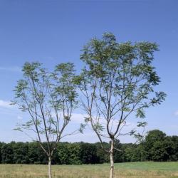 European Beech, Museum Building, Storm King Art Center, 2001