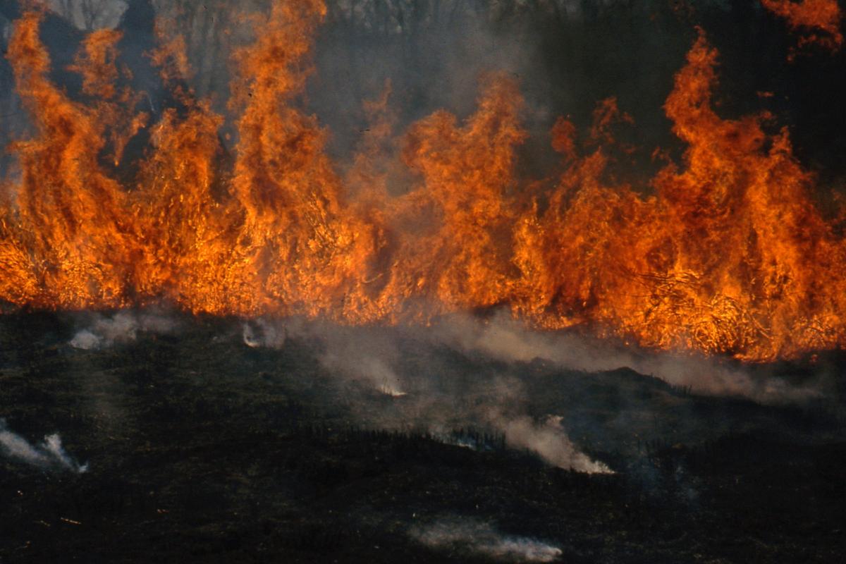 Burning grasses, Storm King Art Center