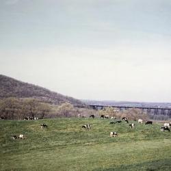 <em>Ionic Columns</em>, Storm King Art Center, 1963