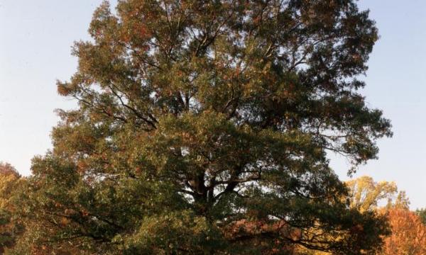 Red Oak, Storm King Art Center, 2001
