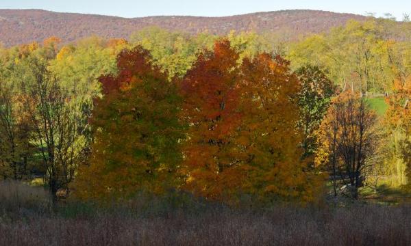 Landscape grasses, Storm King Art Center, Fall 2012