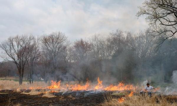 Burning grasses, Storm King Art Center, 2010