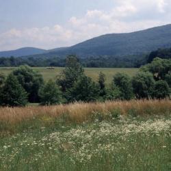 Native grasses, Storm King Art Center, 2016