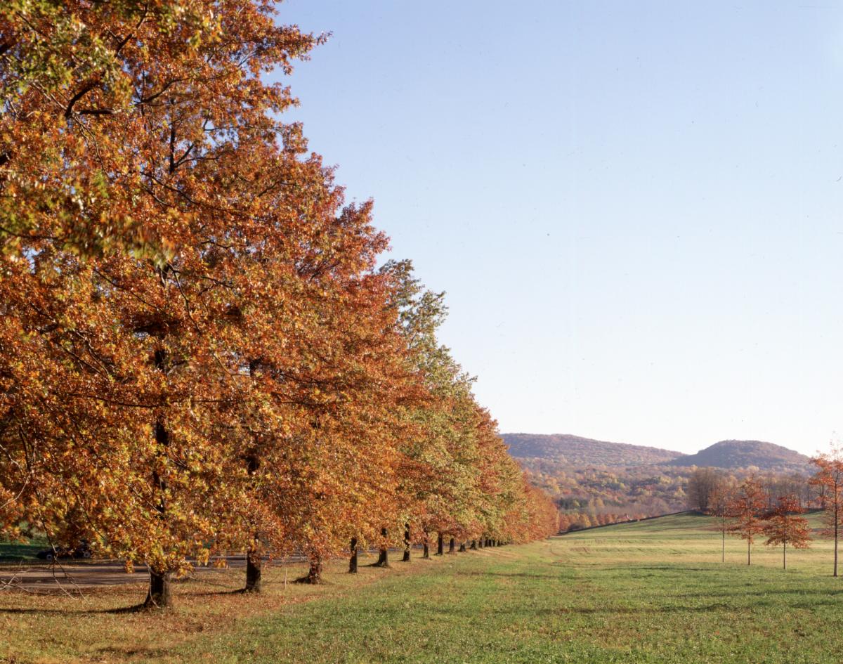 Bunny Road, Storm King Art Center, n.d.