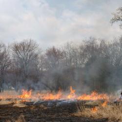 Burning grasses, Storm King Art Center