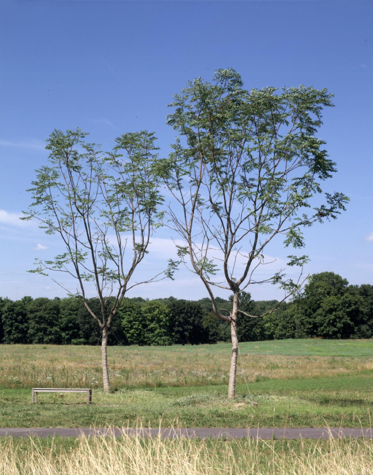 Kentucky Coffee trees, Storm King Art Center