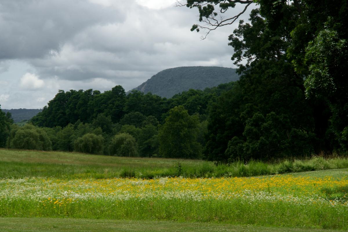Wildflowers, Storm King Art Center, 2014