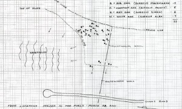 Darrel Morrison, Tree Planting Project Plan, Storm King Art Center, 2011