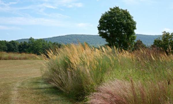 Native grasses, Storm King Art Center, 2016