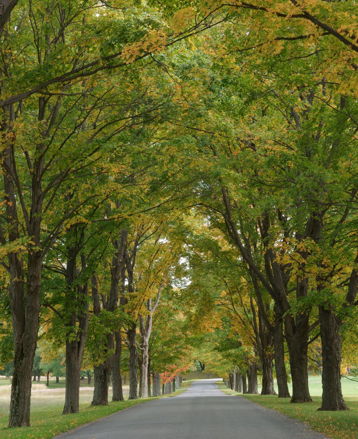 Allée, Storm King Art Center, 2010