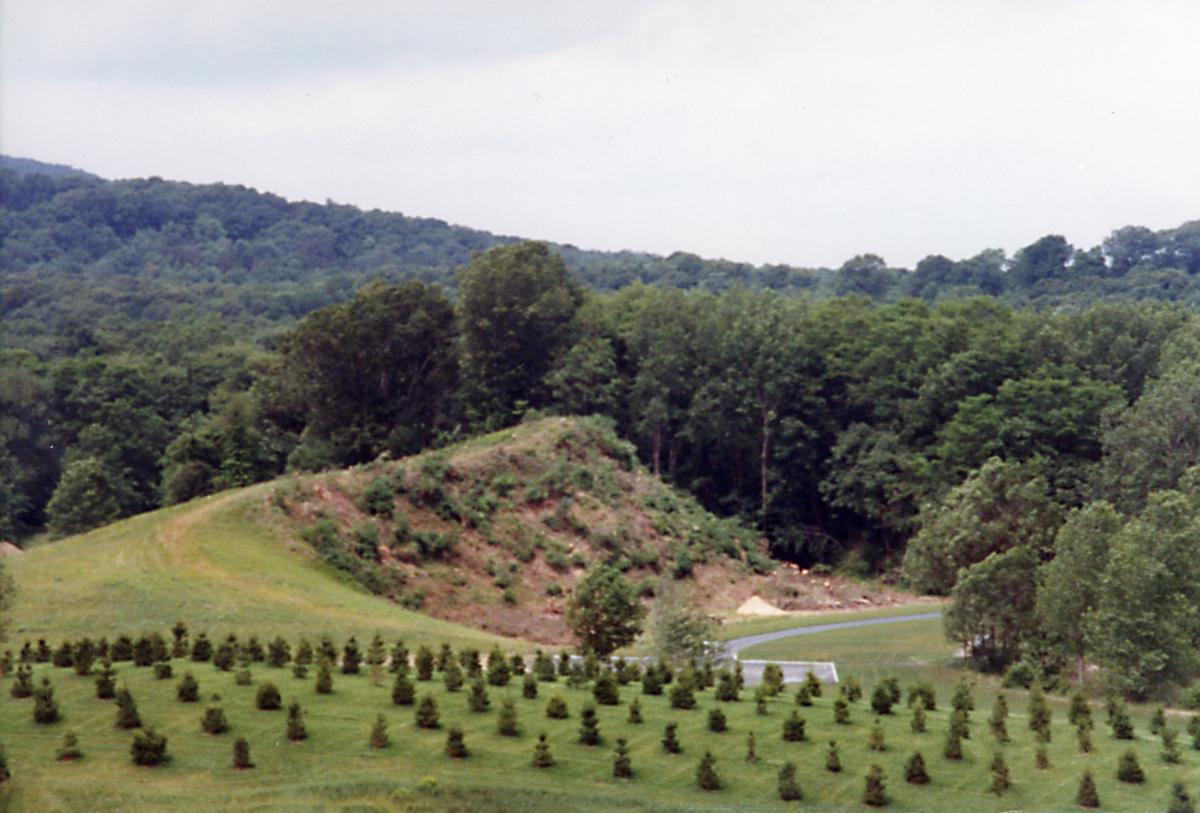 Trees, Storm King Art Center, 1993