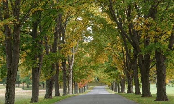 Allée, Storm King Art Center, 2010