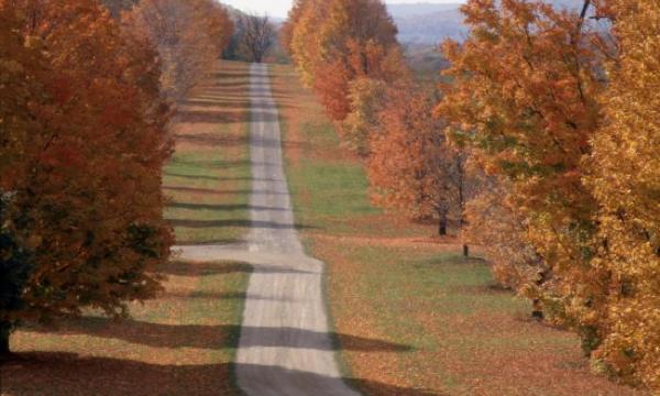 Maple Allée, Storm King Art Center, 2001