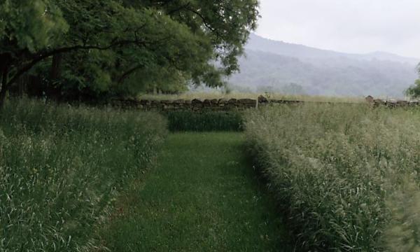 Plantings Near the Goldsworthy