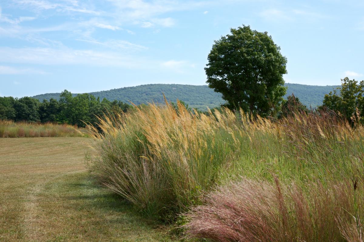 Native grasses, Storm King Art Center, 2016