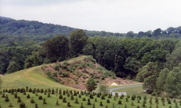 Trees, Storm King Art Center, 1993