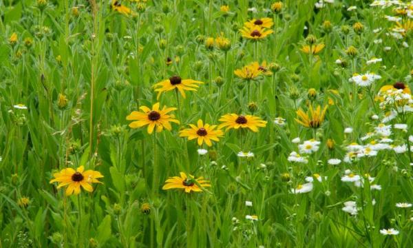 Wildflowers, Storm King Art Center, 2014