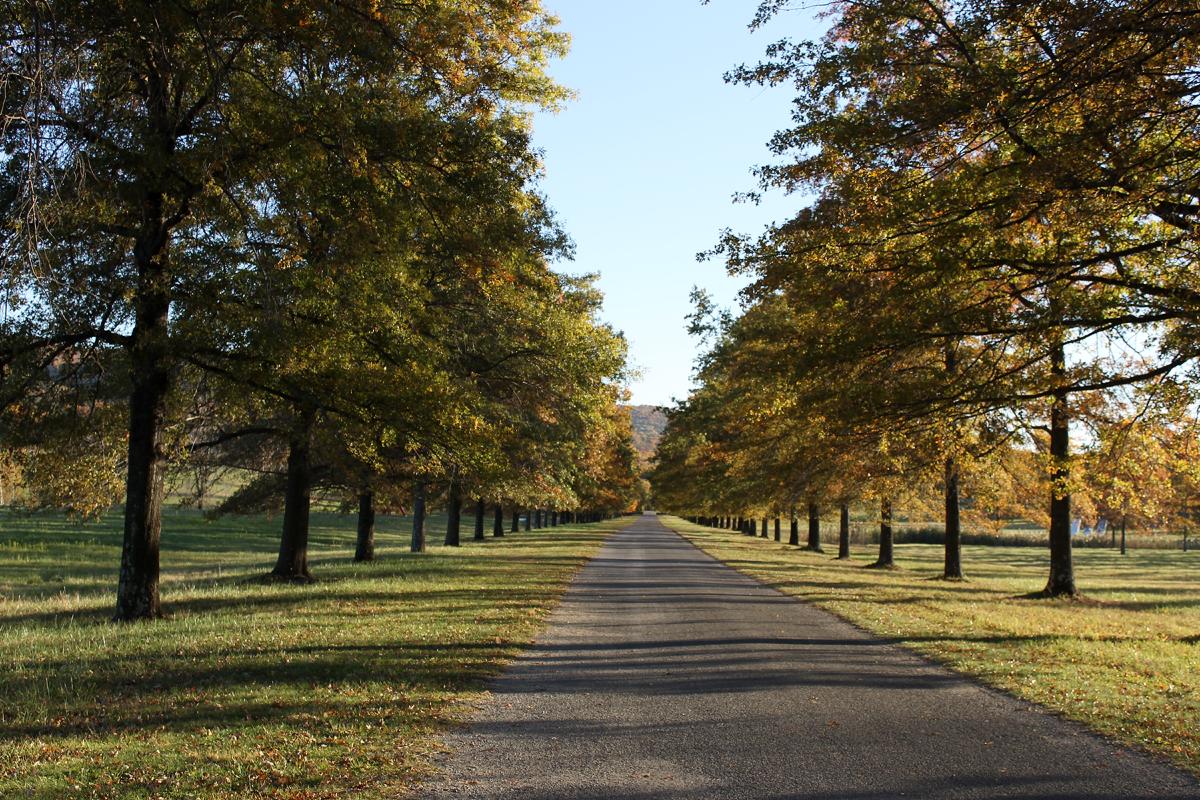 Bunny Road Trees