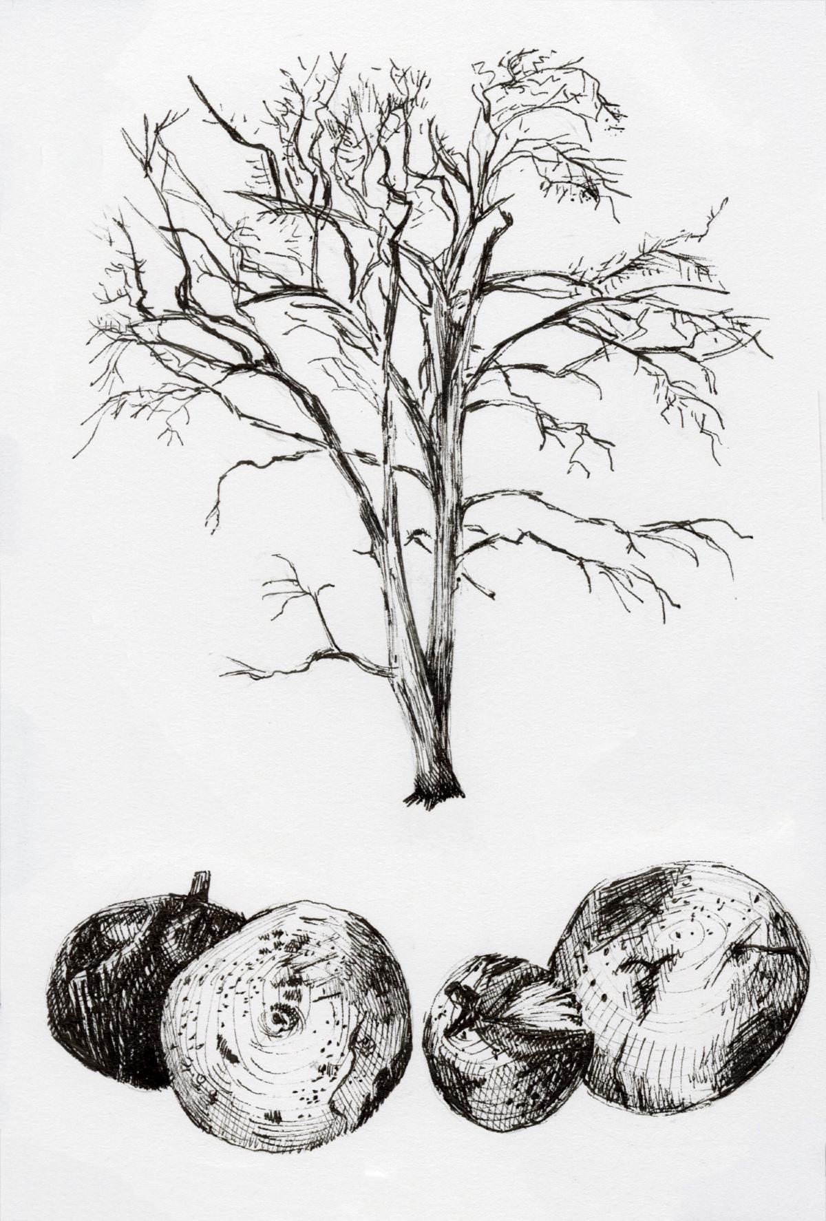 Jenny Hersh, <em>Black Walnut</em>, 2019