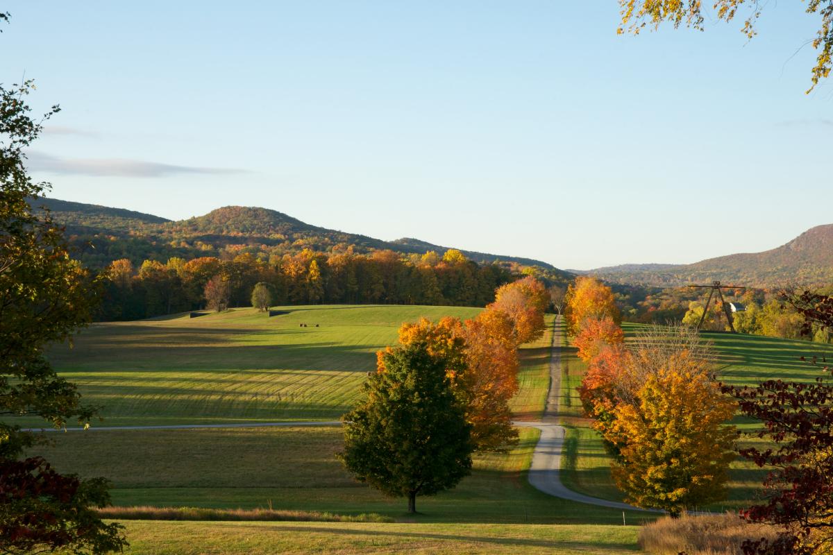 Maple Allée, Storm King Art Center, 2010
