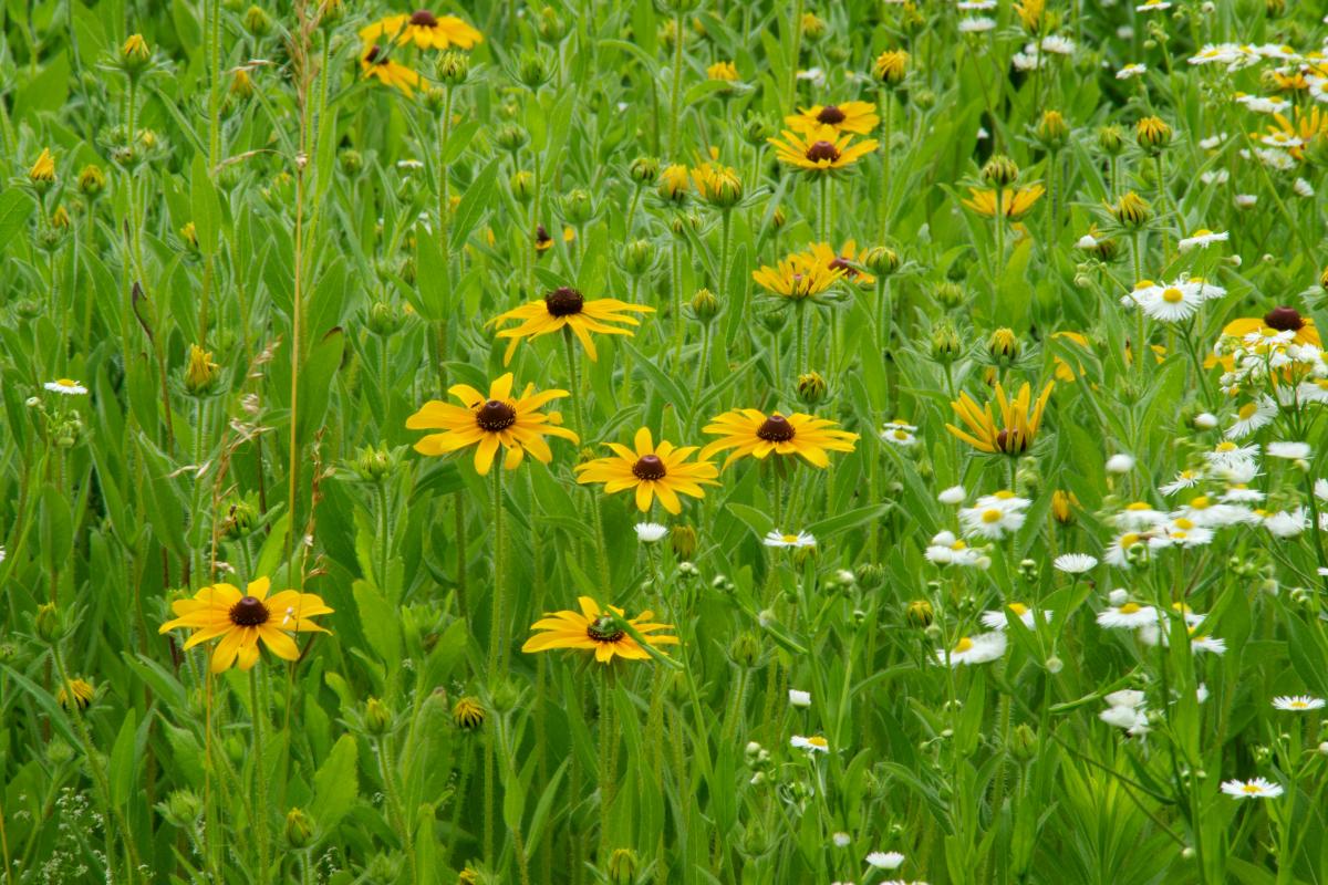 Wildflowers, Storm King Art Center, 2014