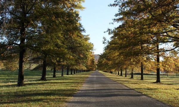 Bunny Road Trees