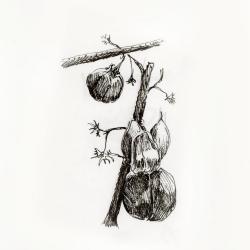 Jenny Hersh, <em>Fruit and Alum</em>, 2019