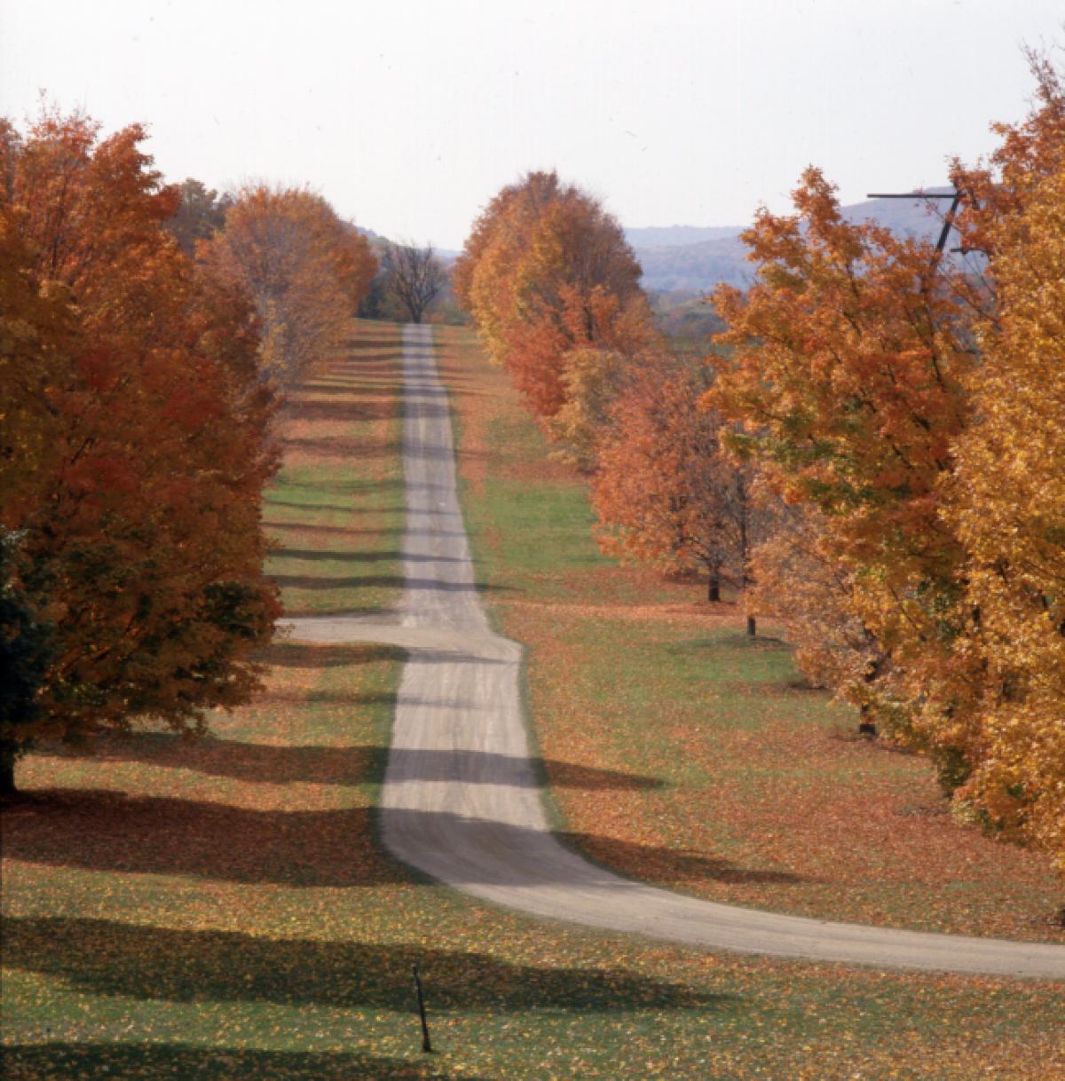 Maple Allée, Storm King Art Center, 2001