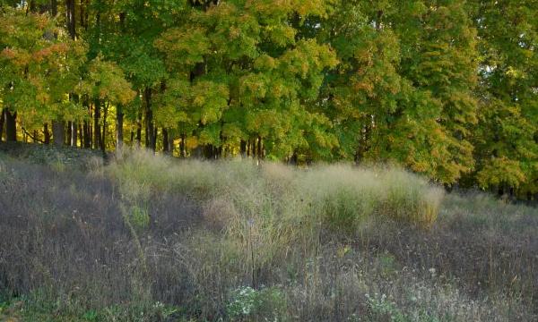 Landscape grasses, Storm King Art Center, 2012