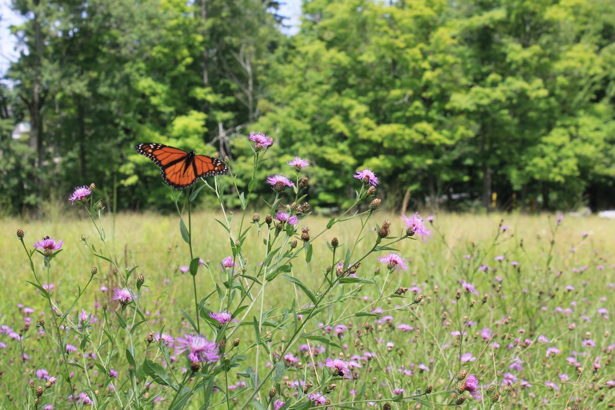 Monarch, Storm King Art Center, 2018