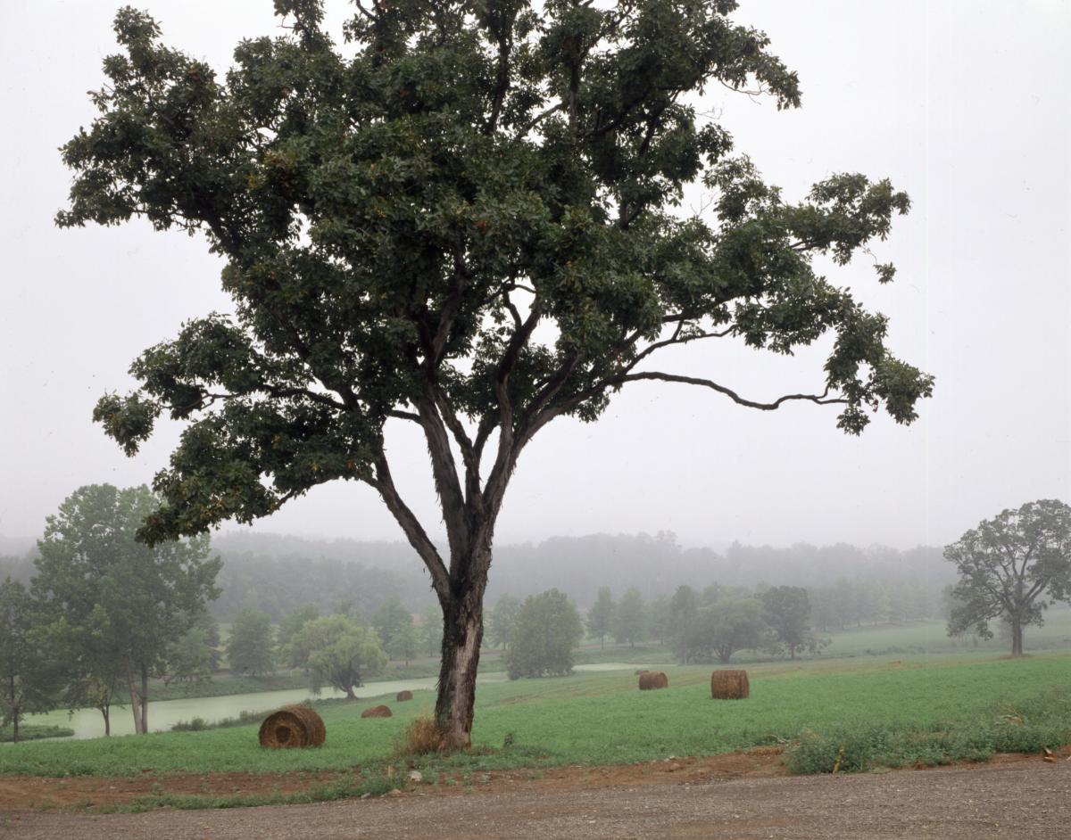 Farming, Storm King Art Center, 2001