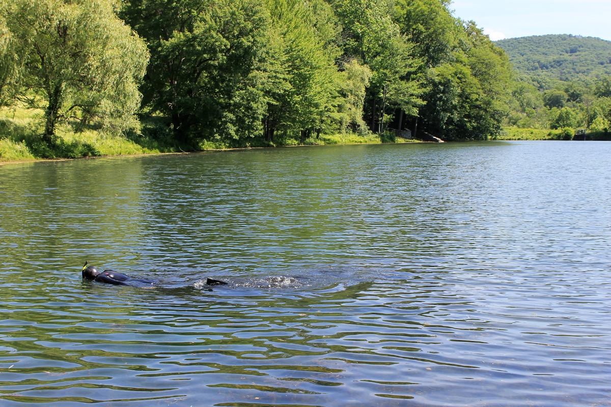 Pond Assessment, 2018