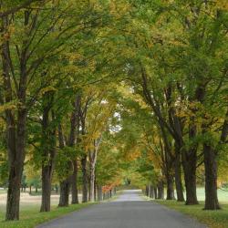 Darrel Morrison, Allée Tree Plan, Storm King Art Center, 2013