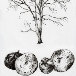Jenny Hersh, <em>Black Walnut</em>, 2019