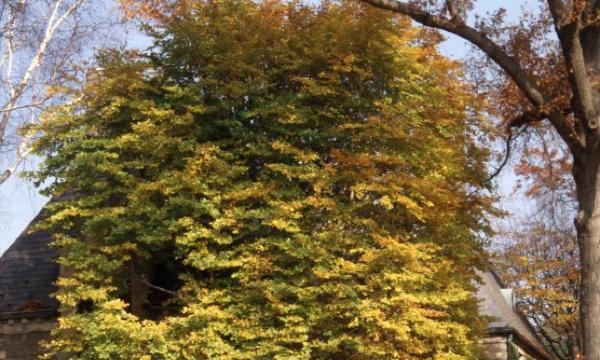 European Beech, Museum Building, Storm King Art Center, 2001