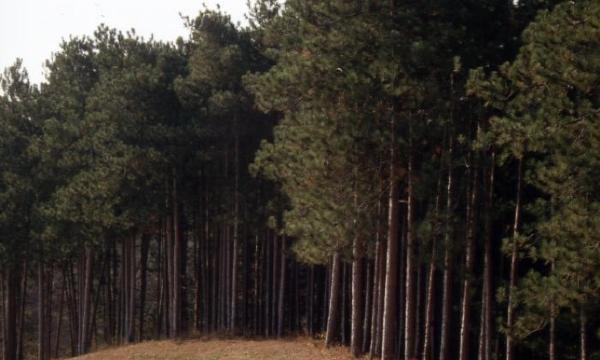 Red pine grove, North Woods, Storm King Art Center, 2001