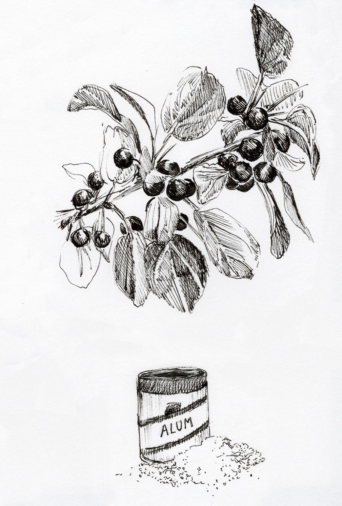 Jenny Hersh, <em>Fruit and Alum</em>, 2019